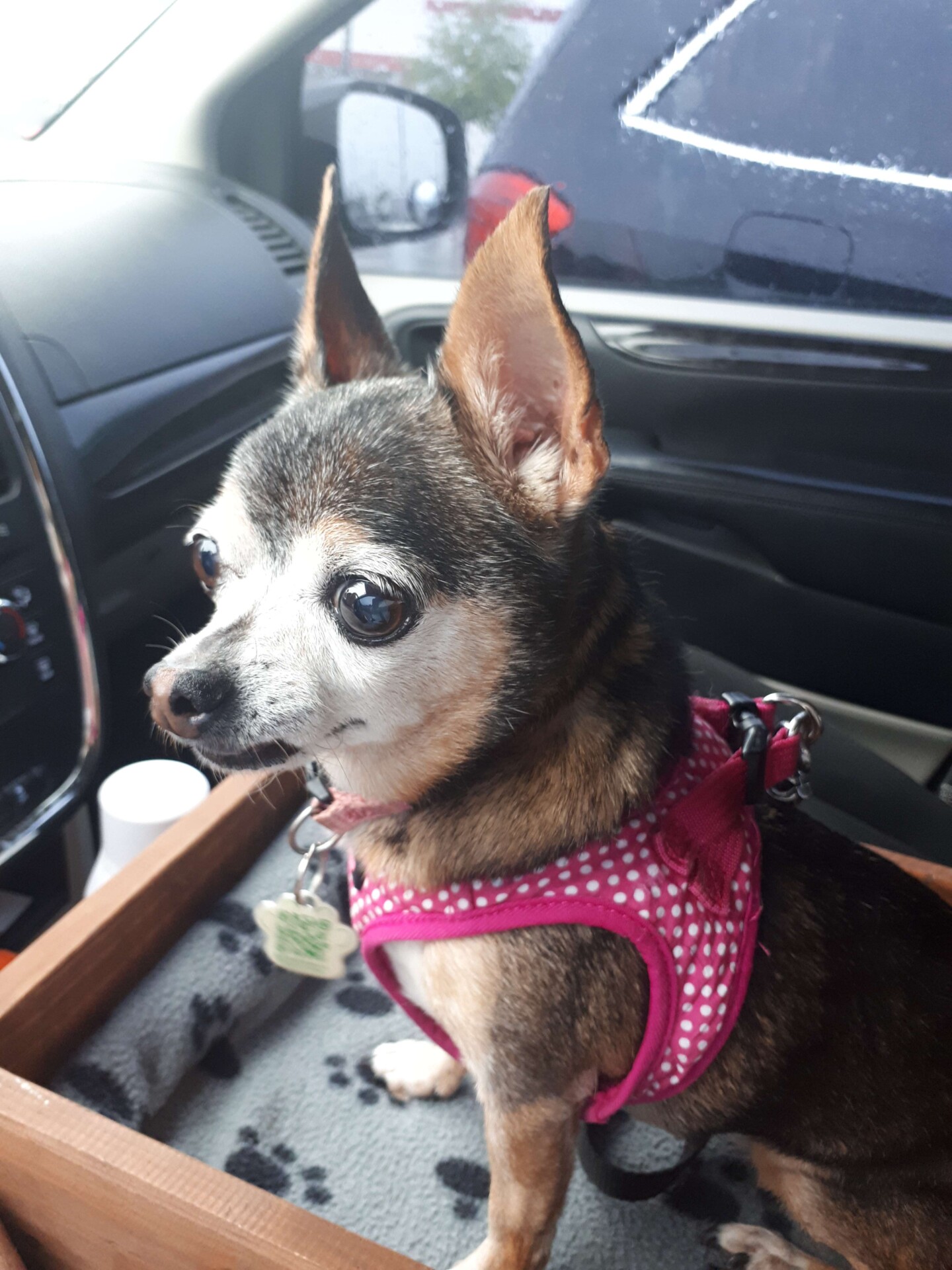 Trixie in the car